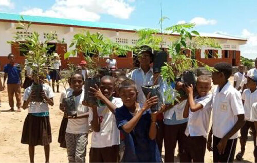 Arbres-Madagascar