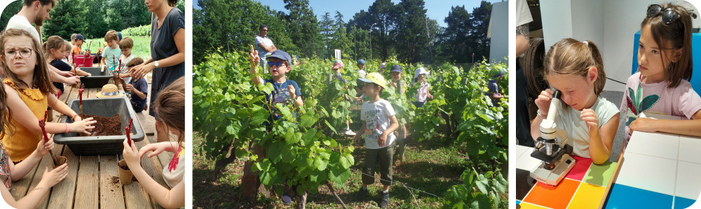 visite-musée-vignoble-2
